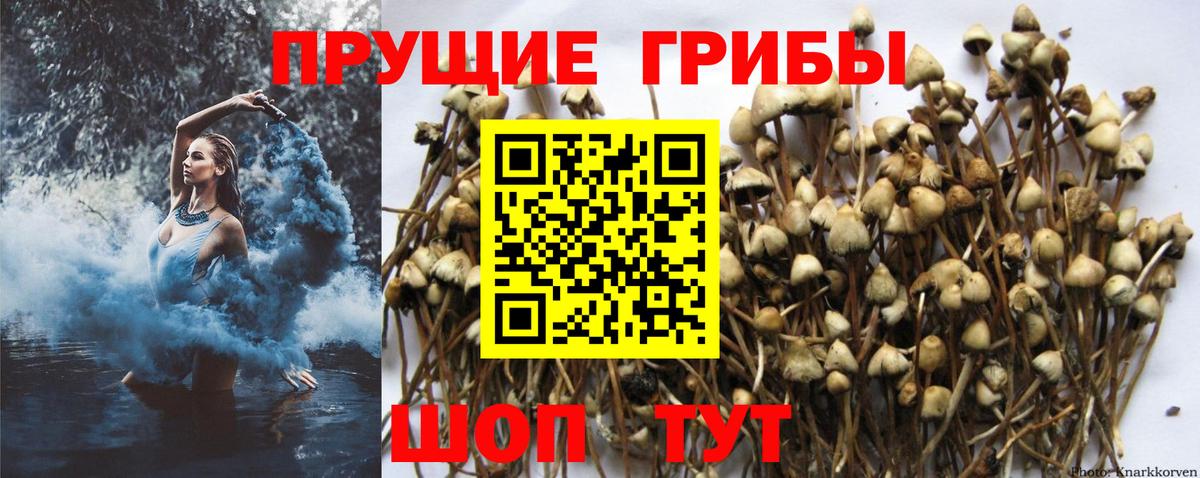 Псилоцибиновые грибы GOLDEN TEACHER Новоалтайск